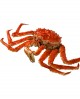 Granchio Reale vivo King Crab - Paralithodes Camtschatius - 6Kg - pezzatura 2000g - Specialisti del Vivo