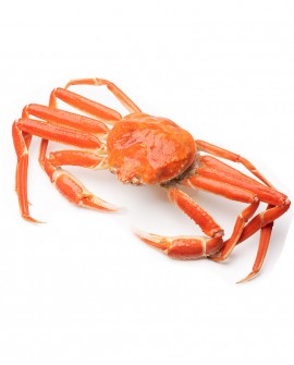 Granceola Artica viva Snow Crab - Chionoecetes Opilio - 6Kg - pezzatura 700g - Specialisti del Vivo
