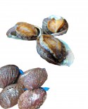 Orecchia marina o Abalone - Haliotis Tuberculata - cassetta 3Kg - Specialisti del Vivo